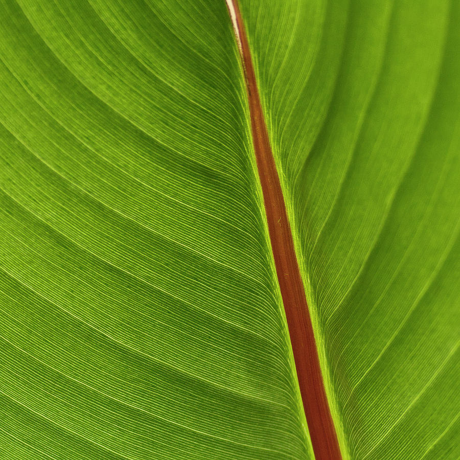 Banana Leaf #6 Photograph by Heiko Koehrer-Wagner