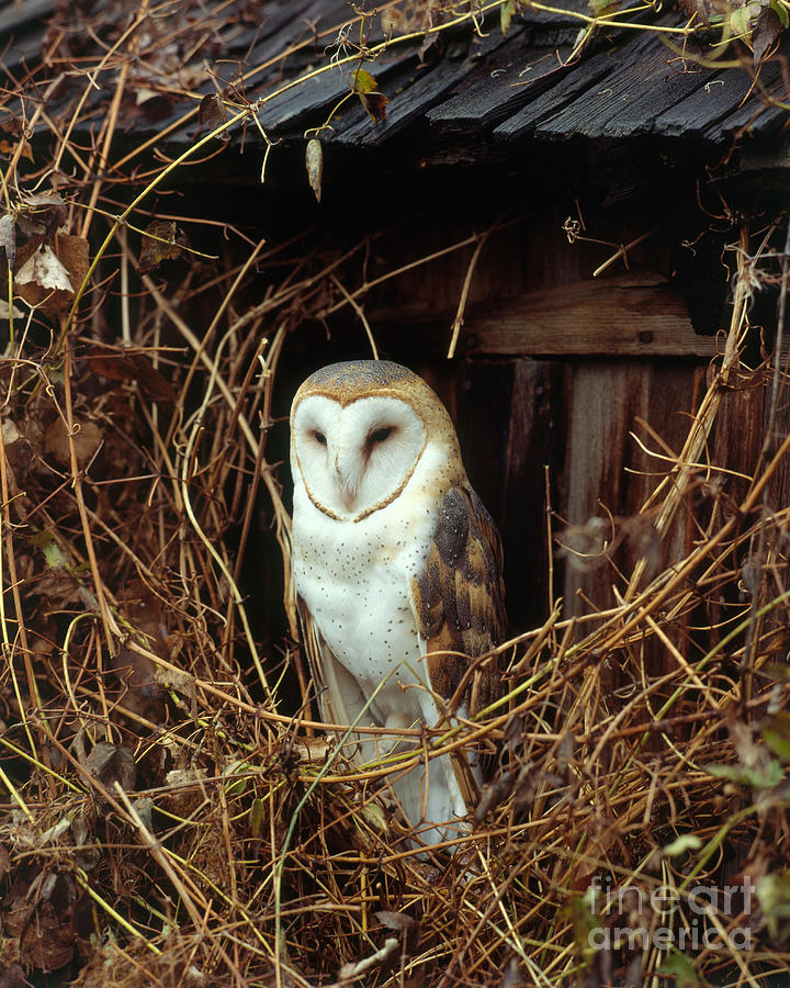 Barn Owl #6 Photograph by Hans Reinhard