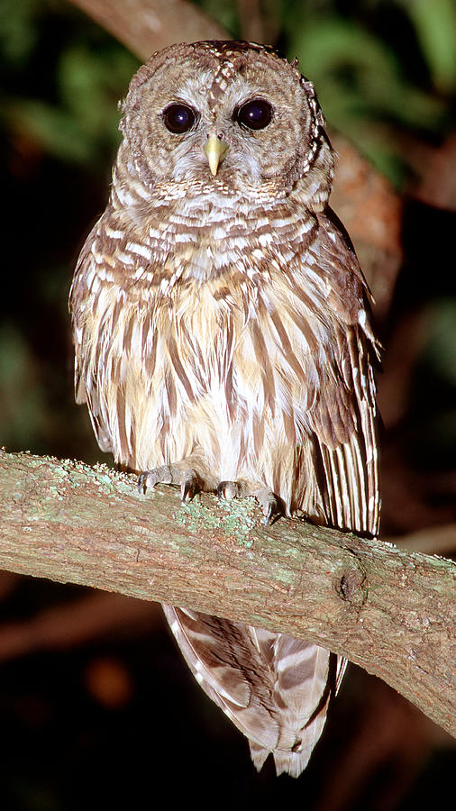 Barred Owl #6 Photograph by Millard H. Sharp