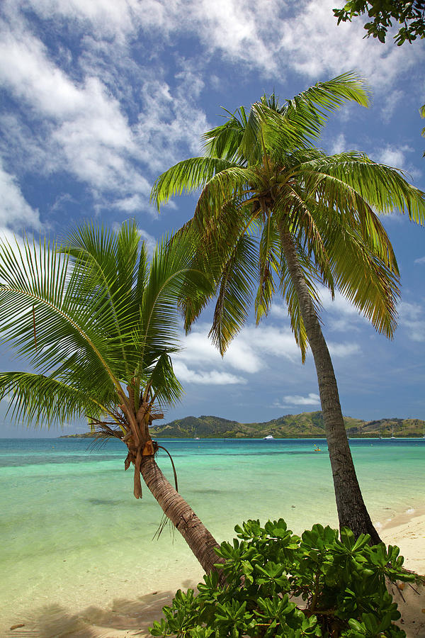 Beach And Palm Trees, Plantation Island Photograph by David Wall - Fine ...