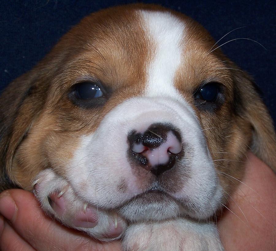 Beagle Puppy #6 Photograph by Kathleen Luther