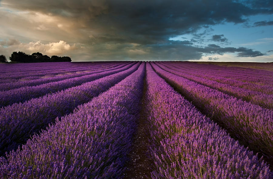 Nature Photograph - Beautiful lavender field landscape with dramatic sky #6 by Matthew Gibson