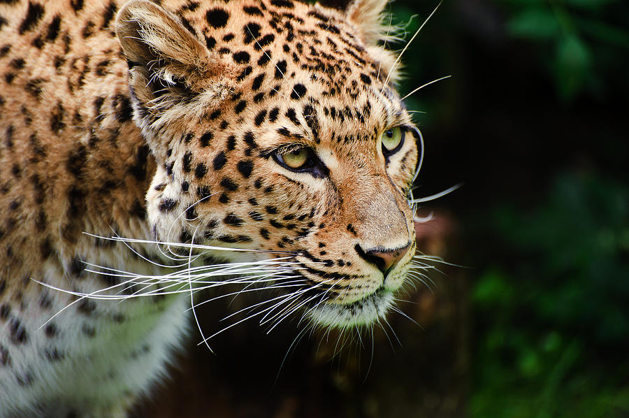 Beautiful leopard Panthera Pardus big cat amongst foliage Photograph by ...