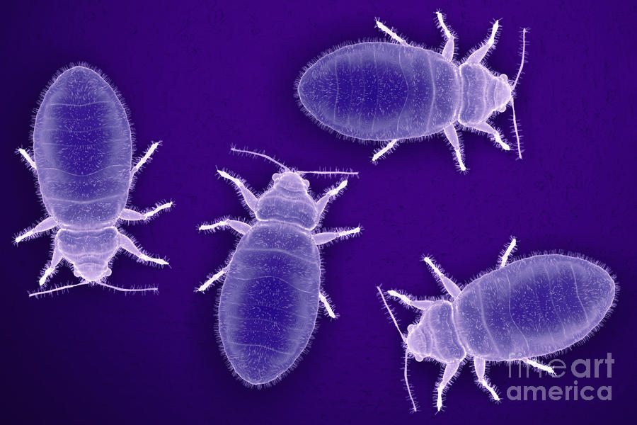 Bed Bugs Cimex Lectularius #6 Photograph by Science Picture Co