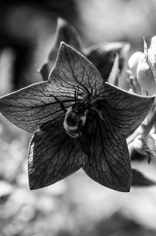 BEE #6 Photograph by Gerald Kloss