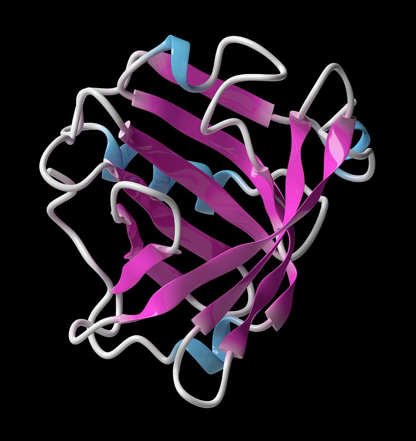 Beta-lactoglobulin Protein Molecule #6 Photograph by Molekuul/science Photo Library