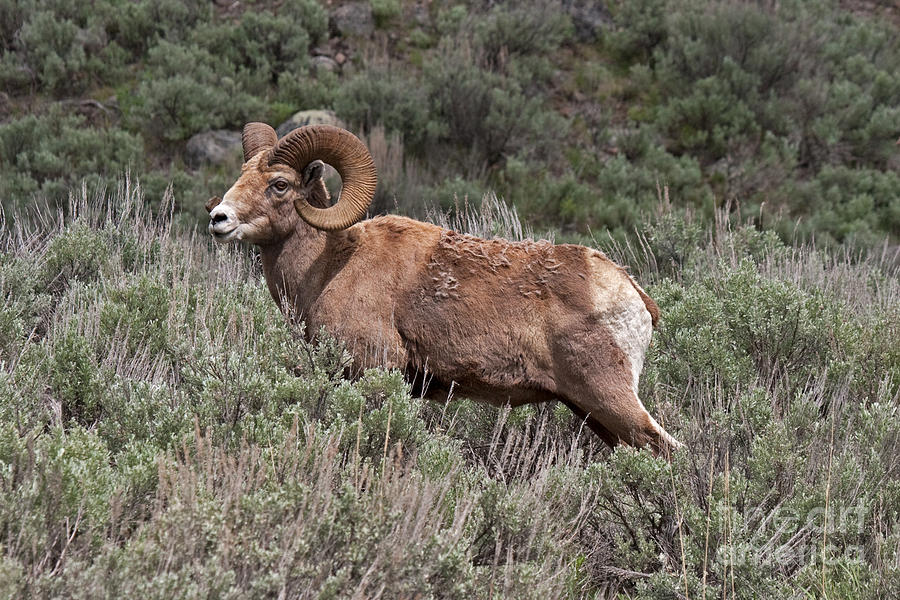 Big Horn Sheep Ram #6 Photograph by Fred Stearns