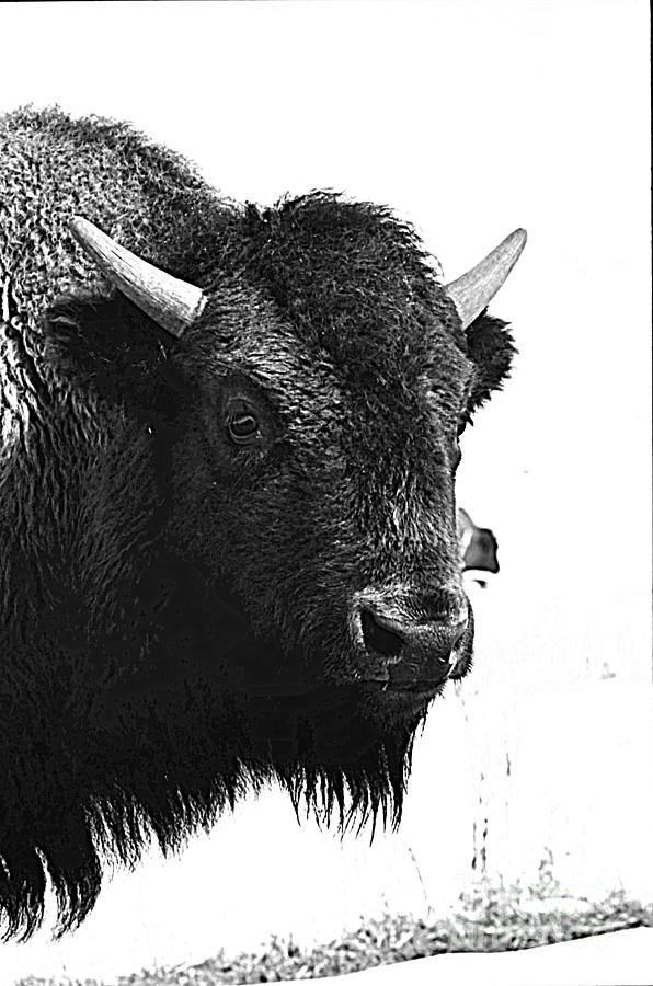 Bison #6 Photograph by Rick Rauzi