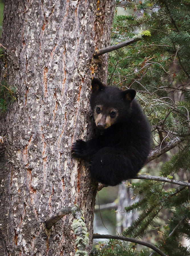 Black Bear Cub climbing tree Photograph by Jason Ralston | Fine Art America