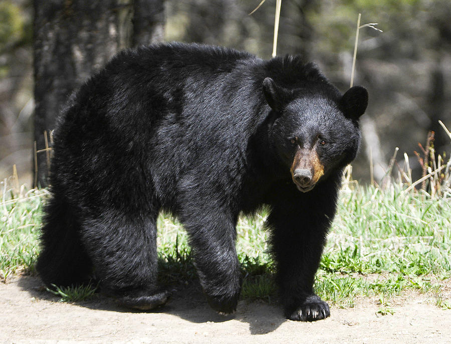 Black Bear #7 Photograph by Dennis Hammer