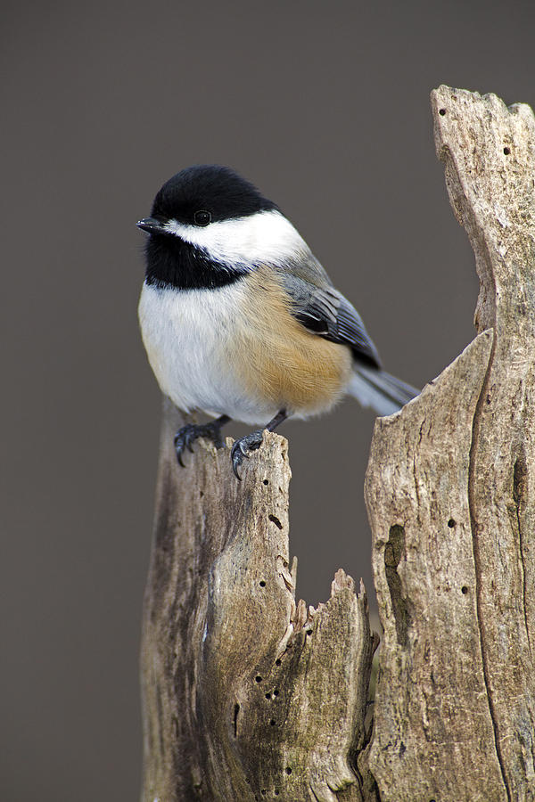 Black-capped Chickadee Photograph by Gerald Marella - Fine Art America