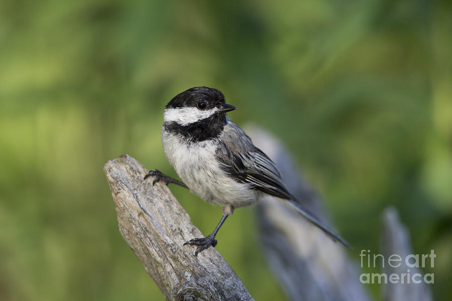 Black-capped Chickadee #6 Photograph by Linda Freshwaters Arndt