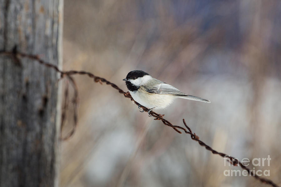 Black-capped Chickadee Poecile #6 Photograph by Linda Freshwaters Arndt Black-capped Chickadee Poecile #6 Photograph by Linda Freshwaters Arndt