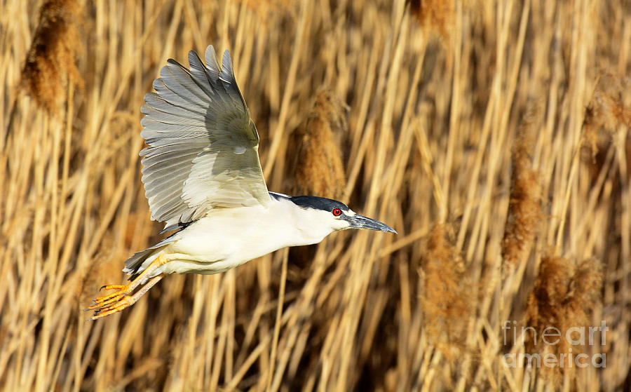 Black-crowned Night Heron #7 Photograph by Dennis Hammer