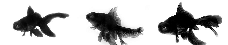 Black Moor Goldfish #6 Photograph by Nathan Abbott