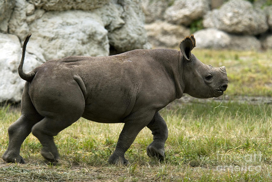 Wildlife Photograph - Black Rhinoceros #6 by Mark Newman