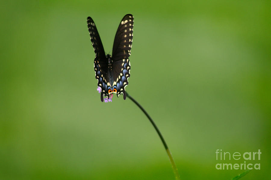 Black Swallowtail Butterfly  #6 Photograph by Karen Adams