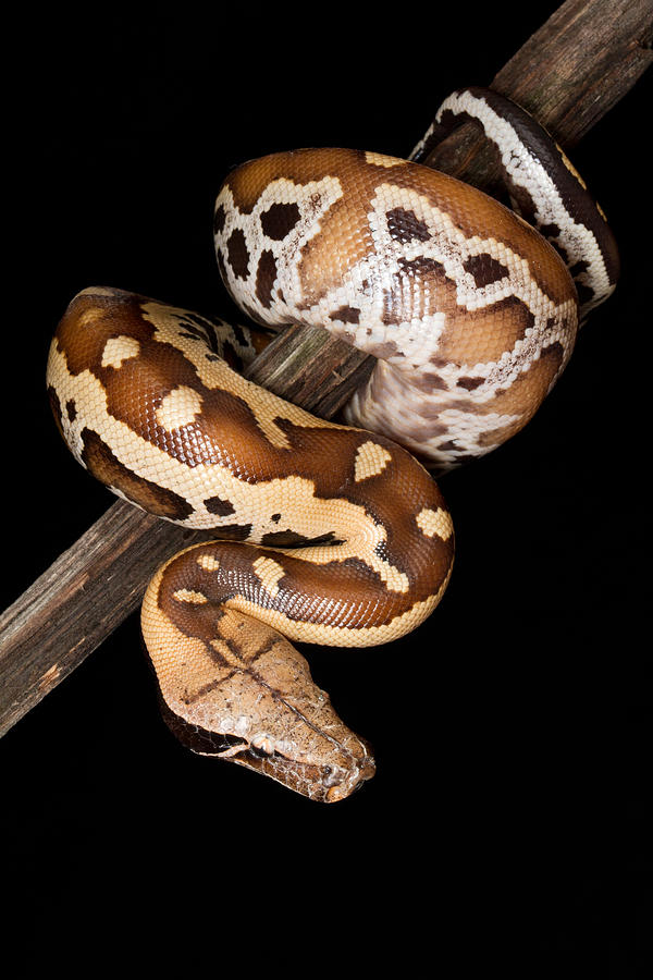 Blood Python Python Brongersmai #6 Photograph by David Kenny