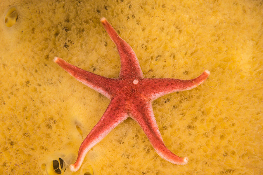 Blood Star #6 Photograph by Andrew J. Martinez