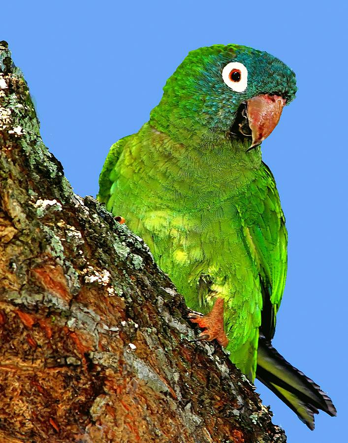 Parakeet Photograph - Blue Crowned Parakeet #6 by Ira Runyan