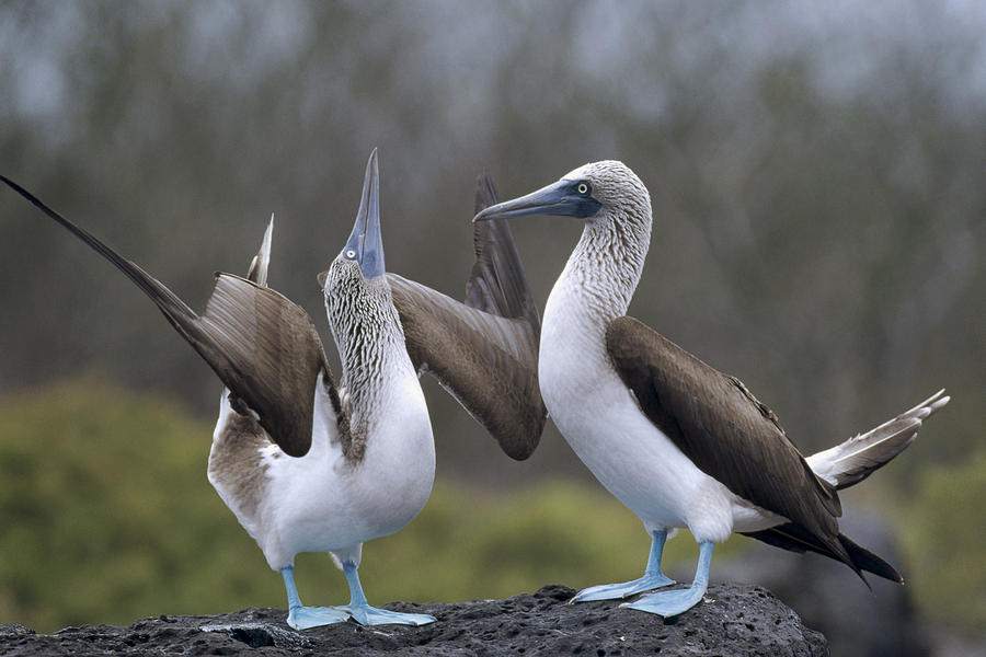 Blue-footed Boobies Courting Galapagos #6 Photograph by Tui De Roy