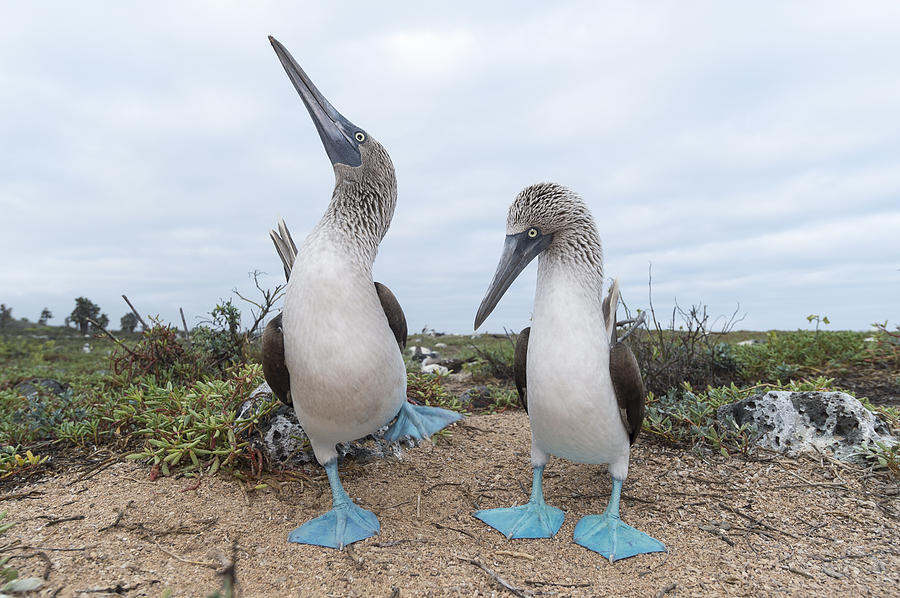 Blue-footed Booby Courtship Dance Photograph by Tui De Roy