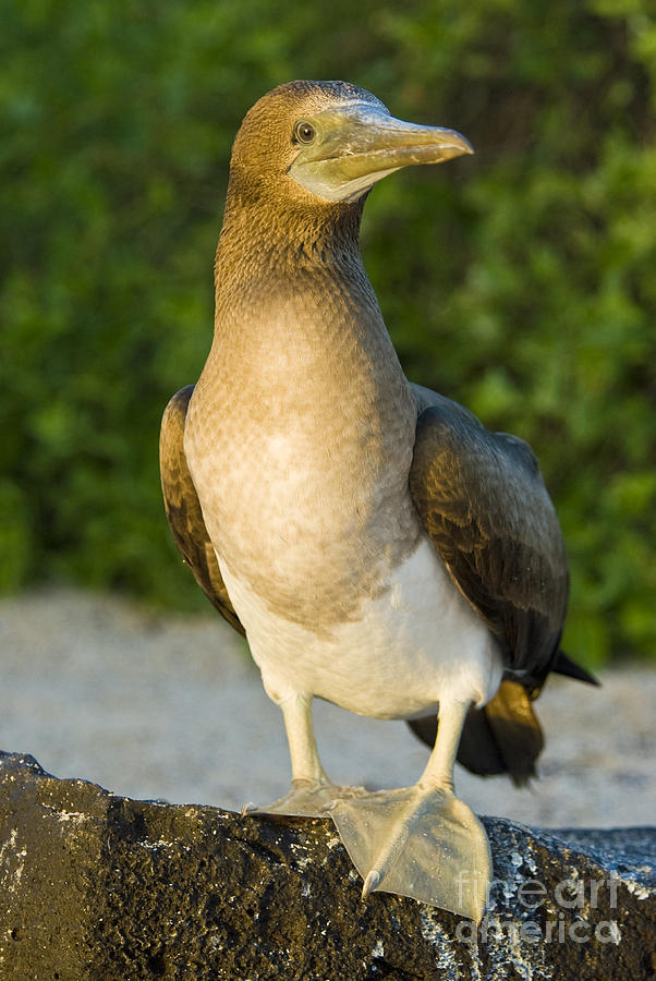 Blue-footed Booby #6 Photograph by William H. Mullins