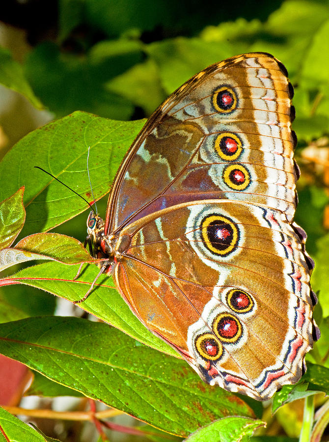 Blue Morpho Butterfly #8 Photograph by Millard H Sharp