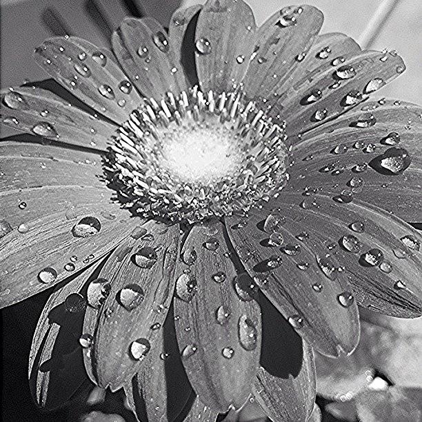 Flower Photograph - #bnw_california #6 by Jim Neeley
