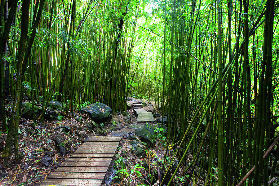 Boardwalk Passing Through Bamboo Trees #6 Photograph by Panoramic Images