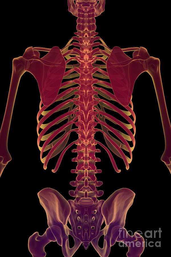 Bones Of The Torso Photograph by Science Picture Co