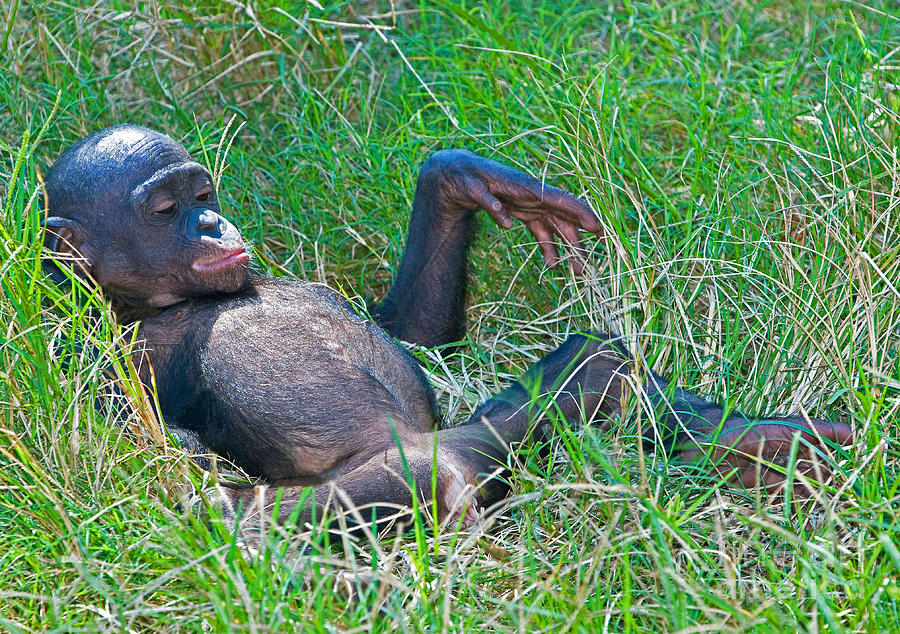 Nature Photograph - Bonobo Baby #6 by Millard H. Sharp