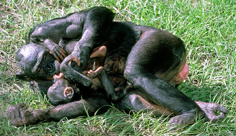 Bonobo Pan Paniscus Mother And Infant #6 Photograph by Millard H. Sharp