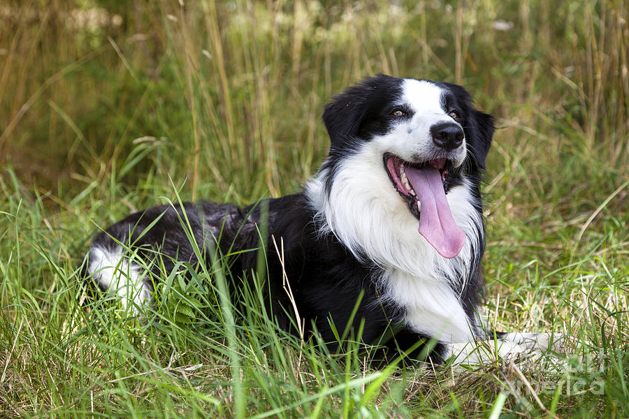 Nature Photograph - Border Collie in the nature #6 by Gina Koch