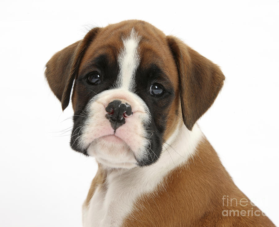 Boxer Puppy #13 Photograph by Mark Taylor