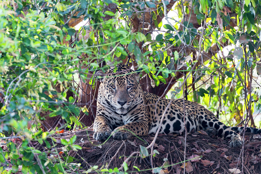 Brazil, Mato Grosso, The Pantanal, Rio Photograph by Ellen Goff - Fine ...