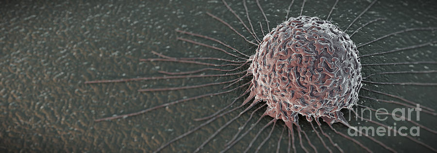 Breast Cancer Cell #6 Photograph by Science Picture Co