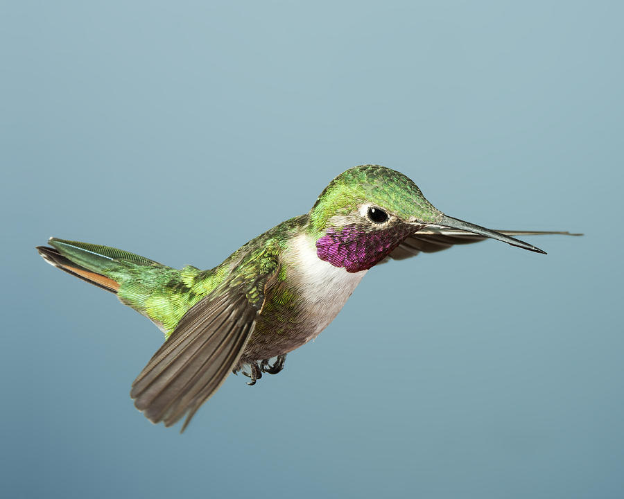 Broadtail Hummingbird #6 Photograph by Gregory Scott