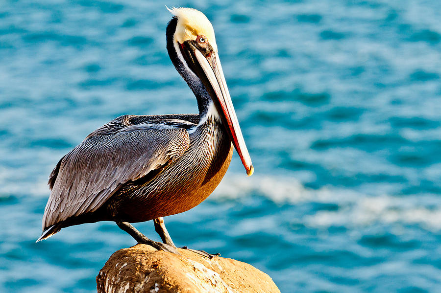 Pelican Photograph - Brown Pelican #6 by Ben Graham