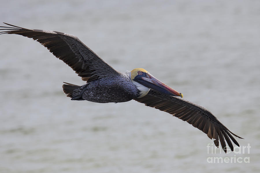 Pelican Photograph - Brown Pelican #6 by Twenty Two North Photography