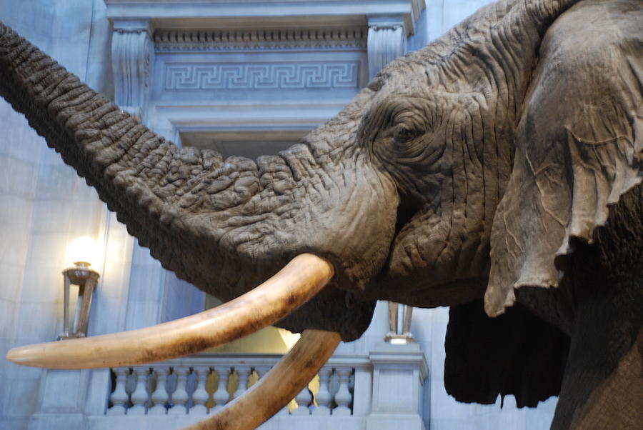 Bull Elephant in Natural History Rotunda #6 Photograph by Kenny Glover