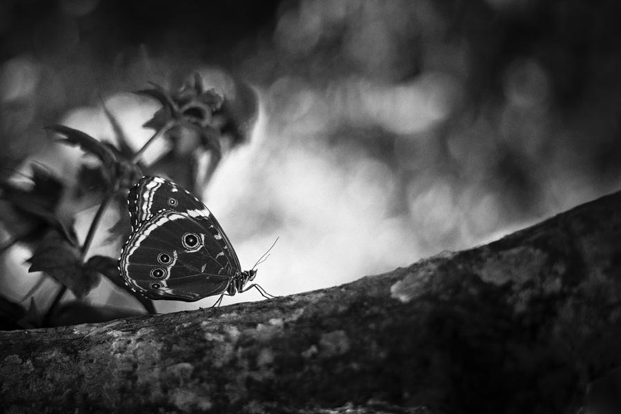 Butterfly Black And White #9 Photograph by Bradley R Youngberg