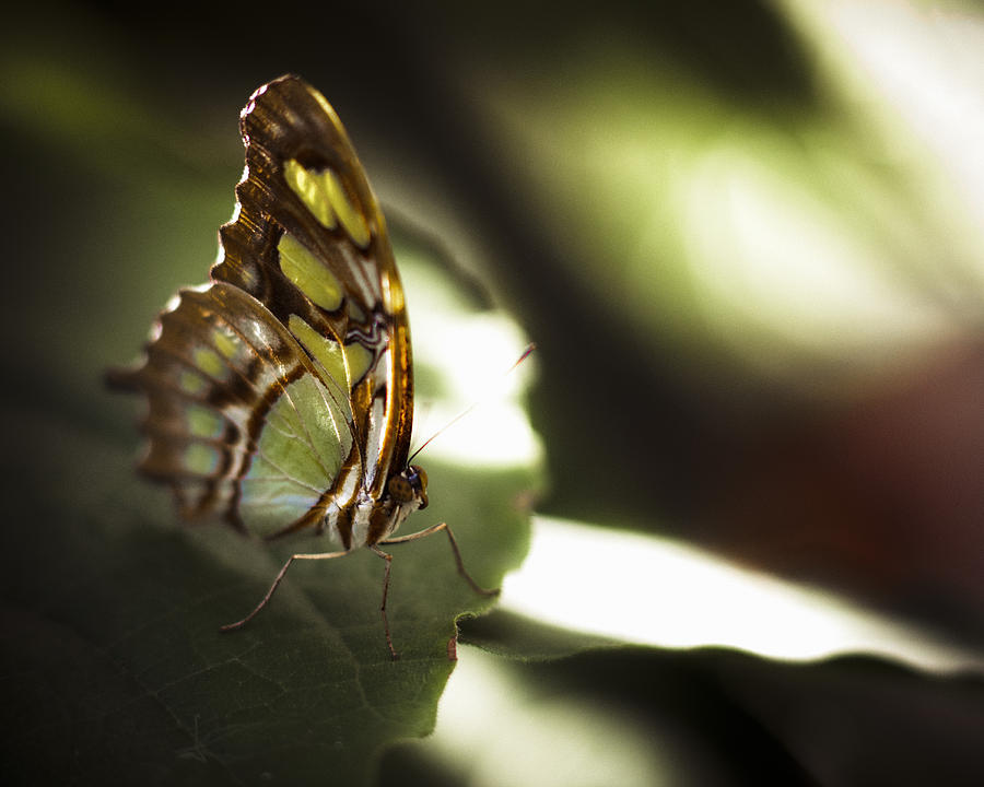 Butterfly #18 Photograph by Bradley R Youngberg