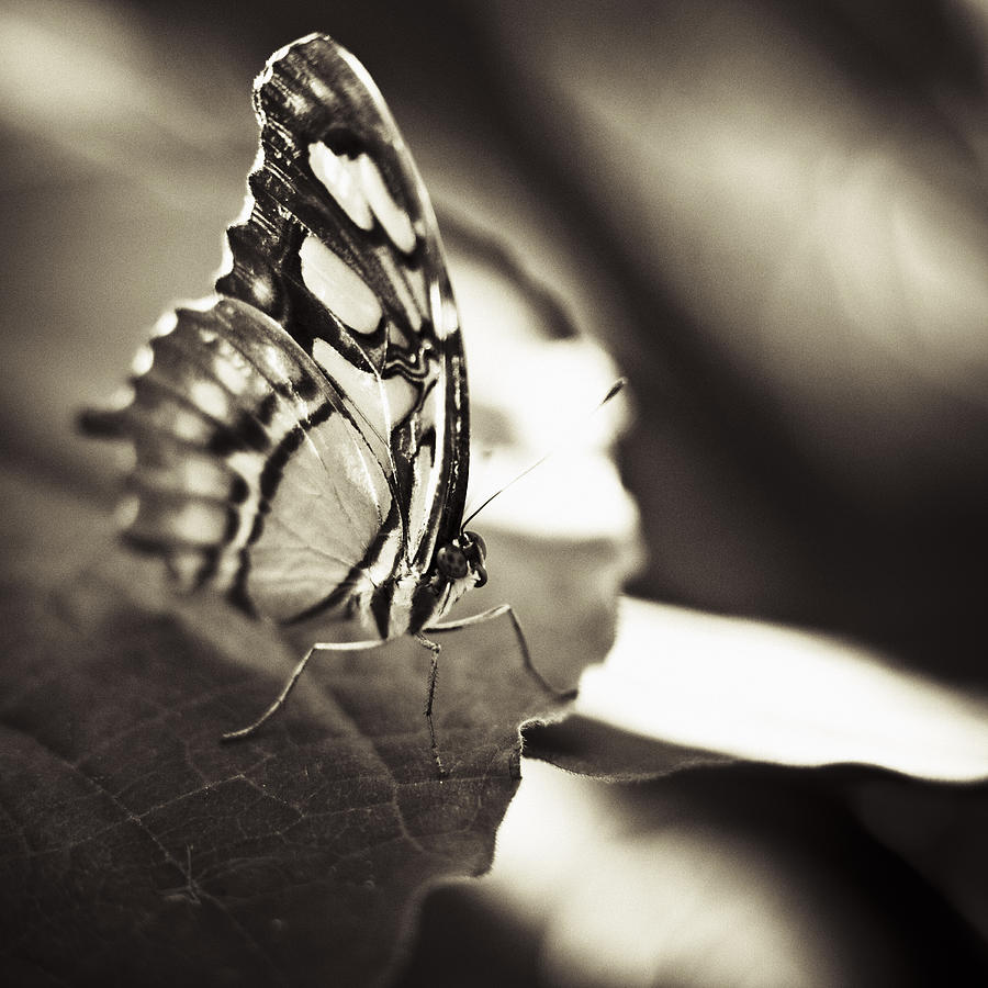 Butterfly Photograph - Butterfly Brown Tone #4 by Bradley R Youngberg