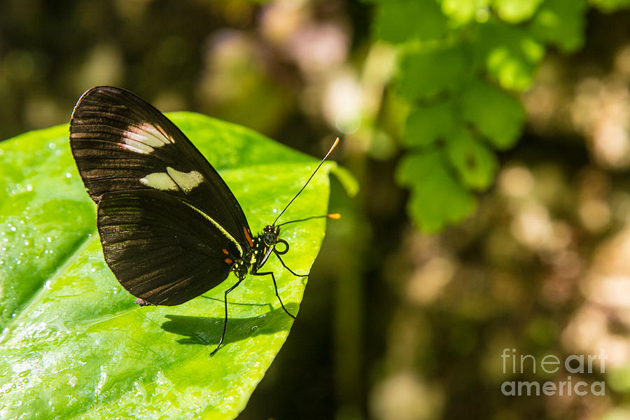 Butterfly #6 Photograph by Rene Triay FineArt Photos