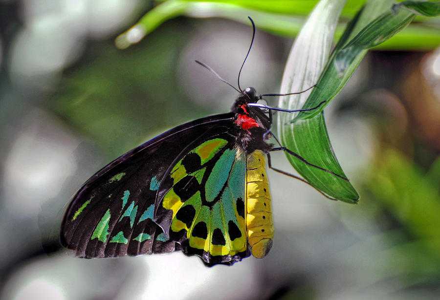 Butterfly #1 Photograph by Savannah Gibbs