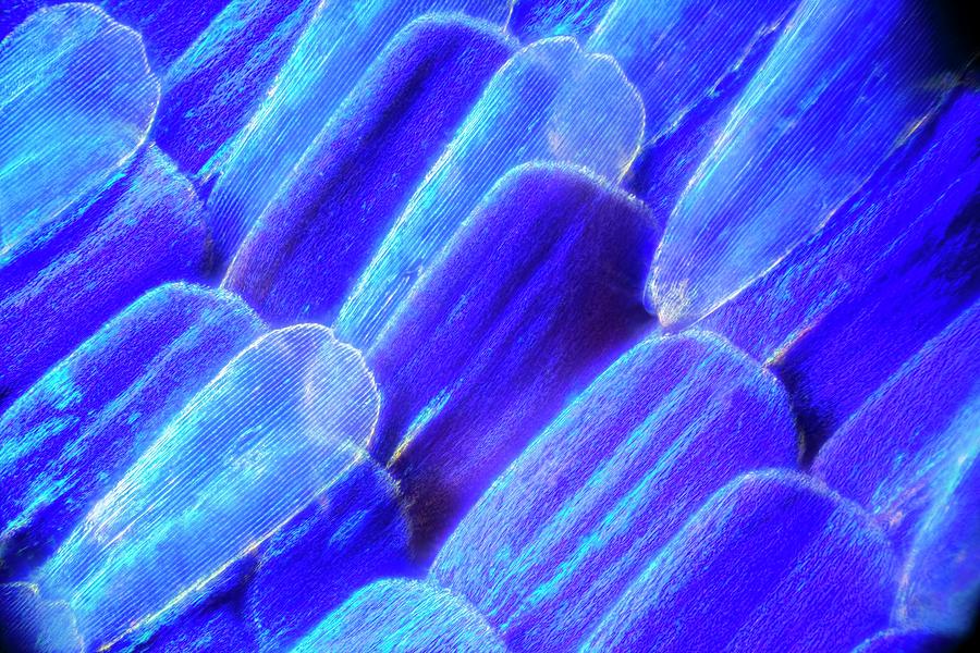 Butterfly Wing Scales #6 Photograph by Frank Fox/science Photo Library