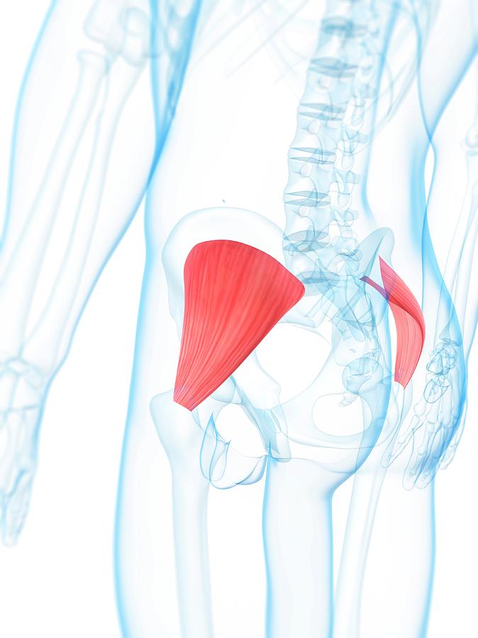 Buttock Muscles Photograph By Scieproscience Photo Library Pixels 