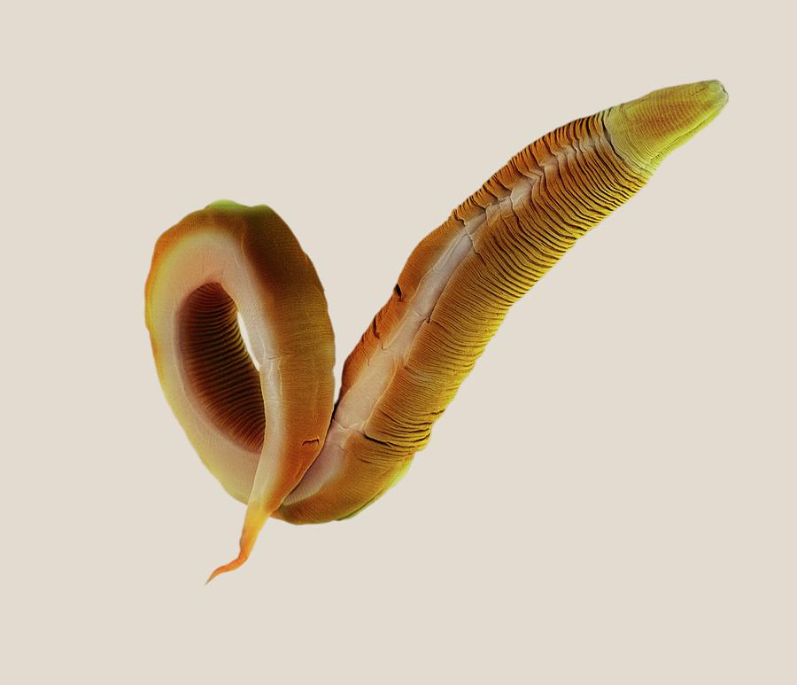 C. Elegans Worm #6 Photograph by Steve Gschmeissner