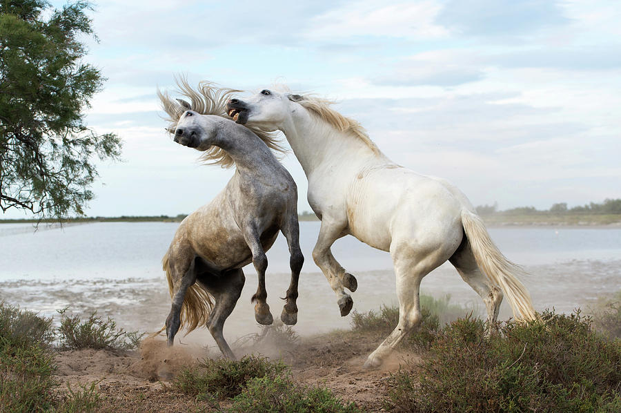 Camargue Horses #6 Photograph by Dr P. Marazzi/science Photo Library